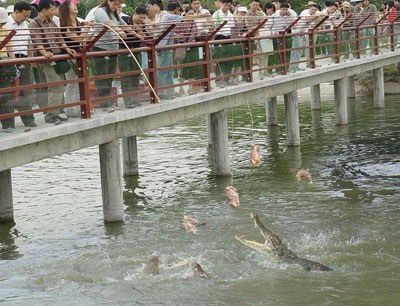 吊鱷魚(yú)
