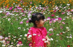 番禺寶墨園、長(zhǎng)隆國(guó)際大馬戲、百萬(wàn)葵園、順德長(zhǎng)鹿農(nóng)莊精彩二天游