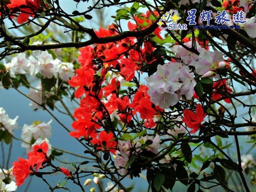 金子山風(fēng)景