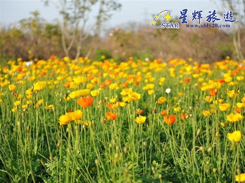 番禺百萬(wàn)葵園2