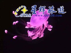 巽寮灣南海洋水母王國(guó)4