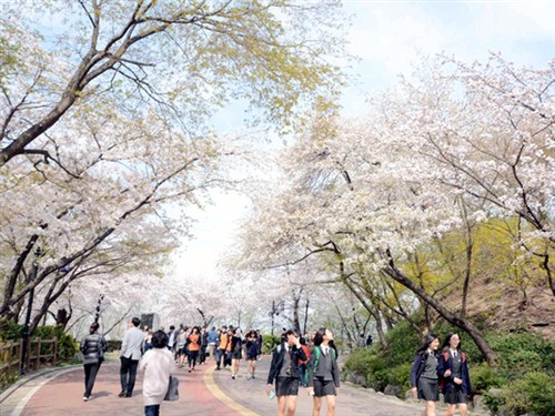南山公園櫻花