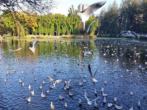 翠湖公園