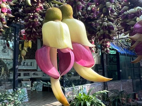 禾雀花2