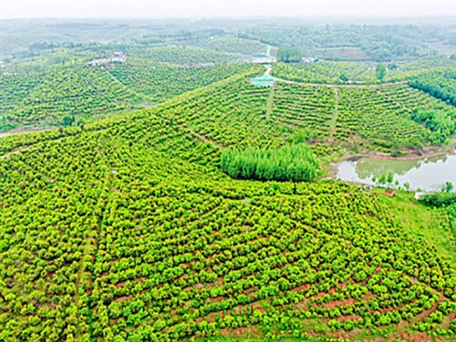 光山縣槐店鄉(xiāng)司馬光油茶園001