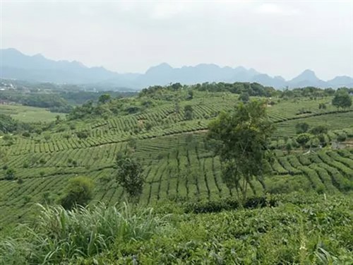 茶趣園002
